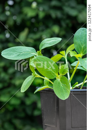 Young cucumber plants in a pot on a workbench before planting 122417094