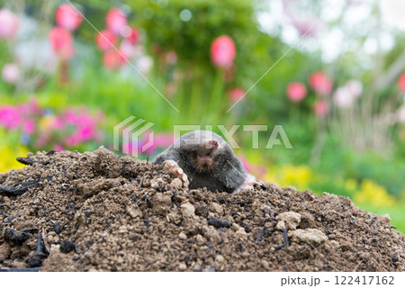 Mole animal peeking from the tunnel Mole animal peeking from the tunnel 122417162