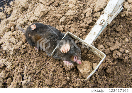 Trapped mole lying on the mole hill 122417163