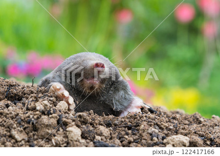 Mole animal peeking from the tunnel 122417166