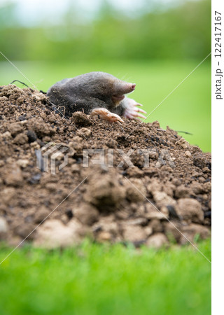 Mole crawling out of the tunnel - making damge to the lawn Mole crawling out of the tunnel - making damge to the lawn 122417167