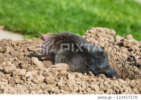 European mole on the top of the mole hill European mole on the top of the mole hill 122417170