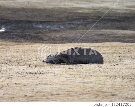 枯れ芝に寝転ぶ奈良公園の鹿 122417205