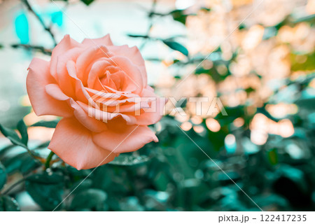 Beautiful rose calming coral colorful vivid tropical nature background 122417235