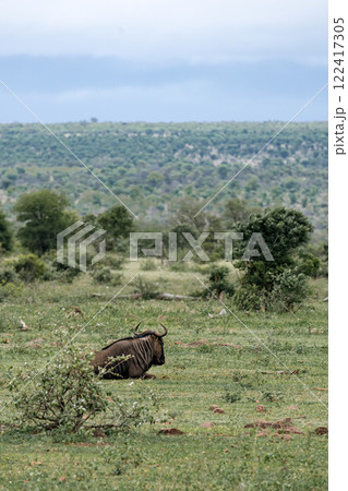 blue wildebeest resting in African savanna blue wildebeest resting in African savanna 122417305