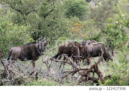 A herd of blue wildebeest graze in the forest of Kruger National Park 122417306