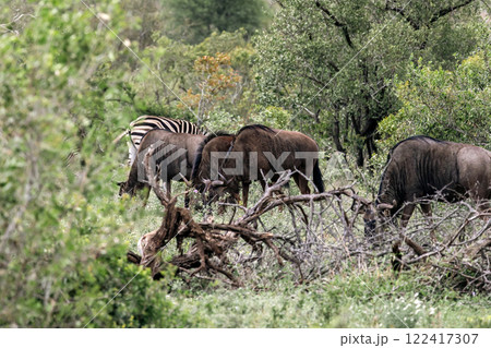 A herd of blue wildebeest graze in the forest of Kruger National Park 122417307