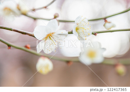 開花した白梅の花と枝 開花した白梅の花と枝 122417365
