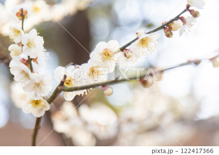 開花した白梅の花と枝 122417366