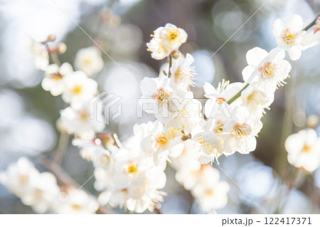 開花した白梅の花と枝 122417371