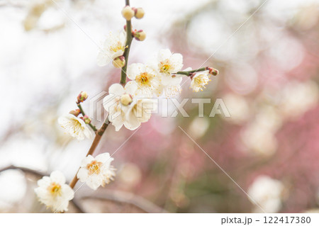 開花した白梅の花と枝 開花した白梅の花と枝 122417380