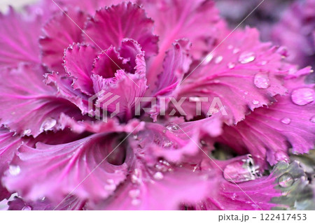 ピンクのハボタンの花びら 雨粒 ピンクのハボタンの花びら 雨粒 122417453