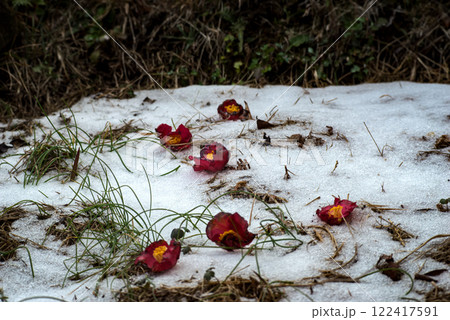＜冬の五島＞雪が降る鬼岳と散った椿 122417591
