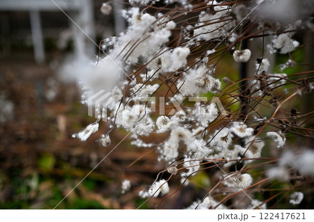 シュウメイギクの綿毛 秋明菊の綿毛 シュウメイギクの綿毛 秋明菊の綿毛 122417621