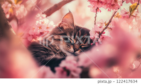 桜の枝の間で満足そうに収まる猫 122417634