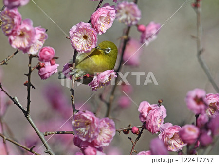 満開の紅梅にメジロさん （ 春イメージ ）（ 春うららイメージ ）（ 春麗らかイメージ ） 122417757