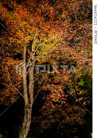宝満宮竈門神社の紅葉ライトアップ【福岡県太宰府市】 宝満宮竈門神社の紅葉ライトアップ【福岡県太宰府市】 122418446