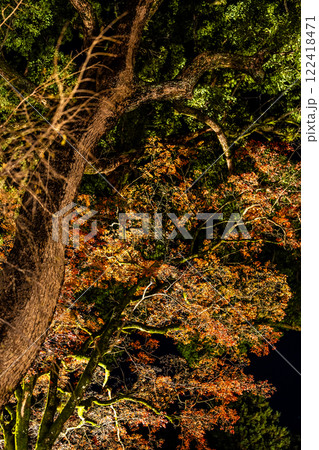 宝満宮竈門神社の紅葉ライトアップ【福岡県太宰府市】 宝満宮竈門神社の紅葉ライトアップ【福岡県太宰府市】 122418471