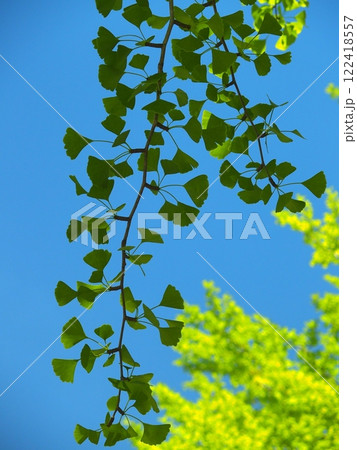 見上げてみる夏の公園のシルエットのイチョウの葉と青空 見上げてみる夏の公園のシルエットのイチョウの葉と青空 122418557