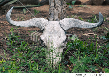 Buffalo skull close up, green grass Buffalo skull close up, green grass 122418560