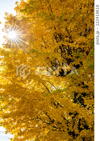 永昌寺の大イチョウの紅葉【長崎市】 122418618