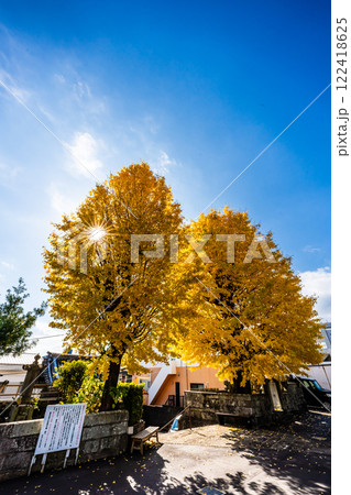永昌寺の大イチョウの紅葉【長崎市】 永昌寺の大イチョウの紅葉【長崎市】 122418625