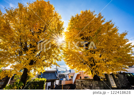 永昌寺の大イチョウの紅葉【長崎市】 永昌寺の大イチョウの紅葉【長崎市】 122418628