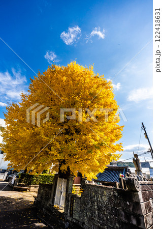 永昌寺の大イチョウの紅葉【長崎市】 永昌寺の大イチョウの紅葉【長崎市】 122418631