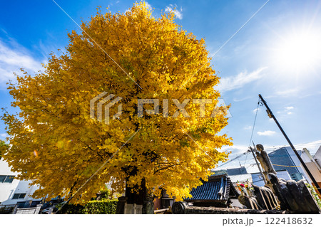 永昌寺の大イチョウの紅葉【長崎市】 永昌寺の大イチョウの紅葉【長崎市】 122418632