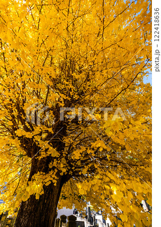 永昌寺の大イチョウの紅葉【長崎市】 永昌寺の大イチョウの紅葉【長崎市】 122418636