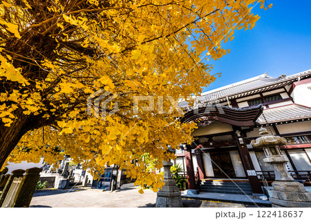 永昌寺の大イチョウの紅葉【長崎市】 永昌寺の大イチョウの紅葉【長崎市】 122418637