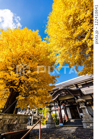 永昌寺の大イチョウの紅葉【長崎市】 永昌寺の大イチョウの紅葉【長崎市】 122418641