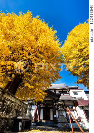 永昌寺の大イチョウの紅葉【長崎市】 122418646