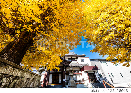 永昌寺の大イチョウの紅葉【長崎市】 永昌寺の大イチョウの紅葉【長崎市】 122418648