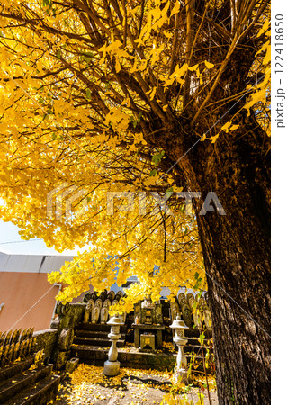 永昌寺の大イチョウの紅葉【長崎市】 122418650