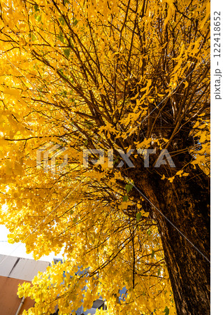 永昌寺の大イチョウの紅葉【長崎市】 122418652