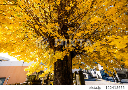 永昌寺の大イチョウの紅葉【長崎市】 永昌寺の大イチョウの紅葉【長崎市】 122418653