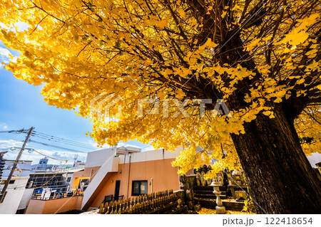 永昌寺の大イチョウの紅葉【長崎市】 永昌寺の大イチョウの紅葉【長崎市】 122418654