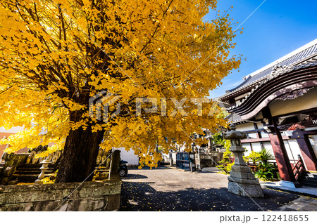 永昌寺の大イチョウの紅葉【長崎市】 永昌寺の大イチョウの紅葉【長崎市】 122418655