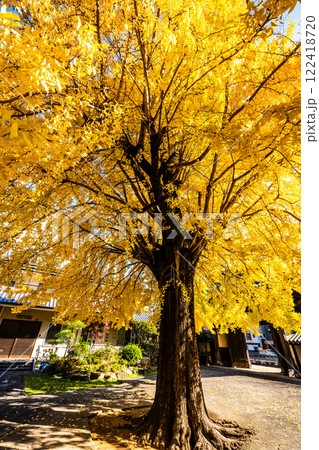 光永寺の大イチョウの紅葉【長崎市】 122418720