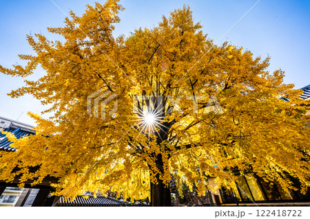 光永寺の大イチョウの紅葉【長崎市】 光永寺の大イチョウの紅葉【長崎市】 122418722