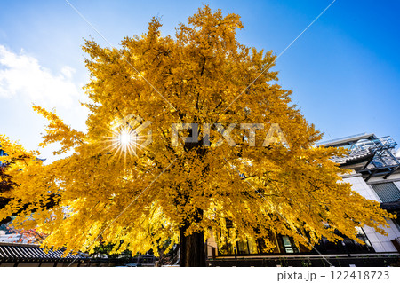 光永寺の大イチョウの紅葉【長崎市】 122418723