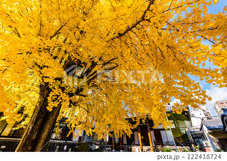 光永寺の大イチョウの紅葉【長崎市】 122418724