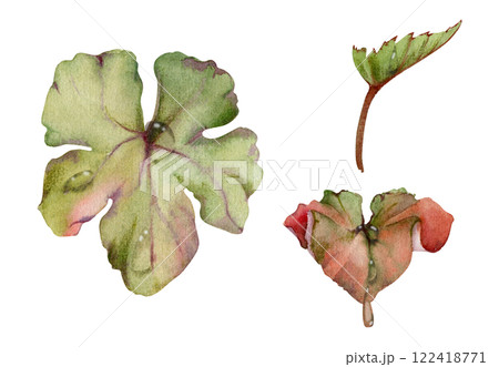 Green leaves of flower, bush tree foliage with dew rain water drops hand drawn in watercolor, cloudberry ladys mantle geranium. Isolated botanical illustration. Wedding florist, scrapbooking decoupage 122418771