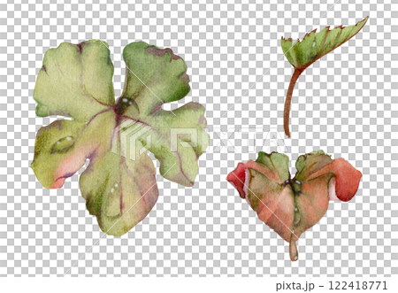 Green leaves of flower, bush tree foliage with dew rain water drops hand drawn in watercolor, cloudberry ladys mantle geranium. Isolated botanical illustration. Wedding florist, scrapbooking decoupage 122418771