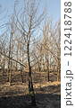 Completely burnt trees after fire in a forest . High quality photo 122418788
