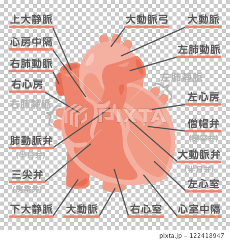 心臓の断面イラスト　前面1 122418947