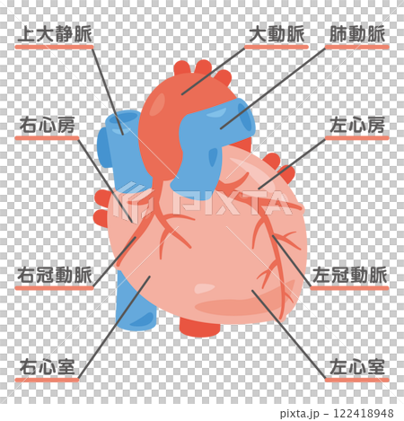 心臓の構造イラスト2 122418948