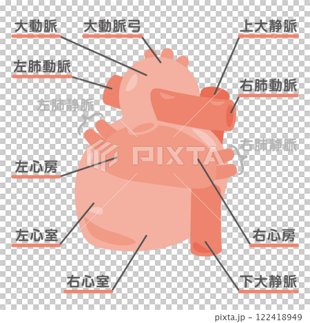 心臓の構造イラスト　背面1 122418949