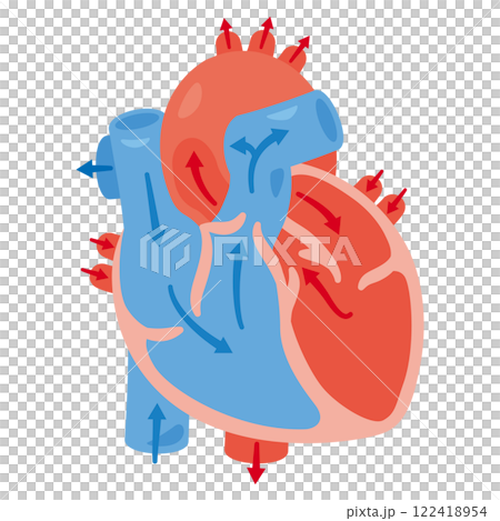 Cross-section of the heart and blood flow illustration 1 Cross-section of the heart and blood flow illustration 1 122418954